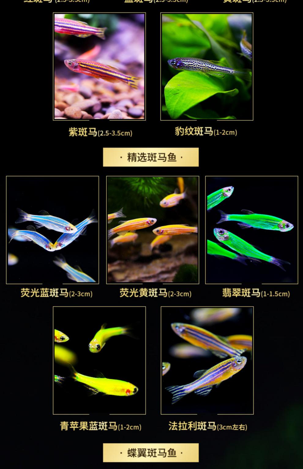 斑馬魚小型熒光熱帶魚觀賞魚藍莓紅斑馬新手闖缸小型淡水好養小魚