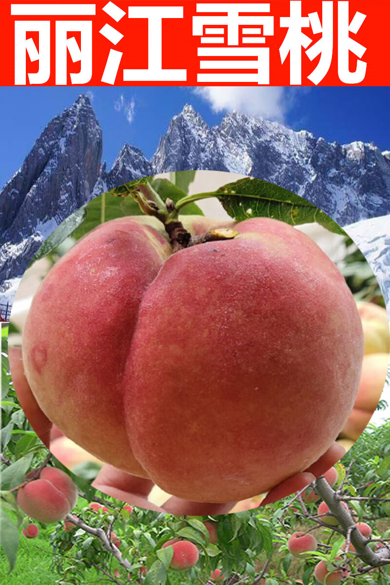 贝娇芬 云南正宗丽江雪桃特产脆甜冬桃拉市海雪桃孕妇应季水果现摘