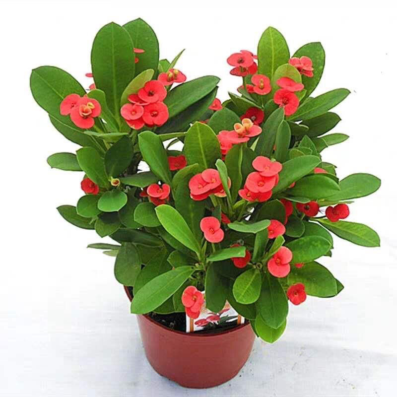 花友带花发货虎刺梅小盆栽铁海棠室内花卉观花植物虎刺梅