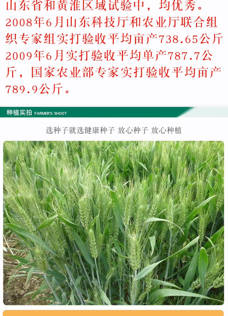优质强筋大田冬小麦籽高产国审济麦22小麦种子矮秆抗倒大穗原种 中麦