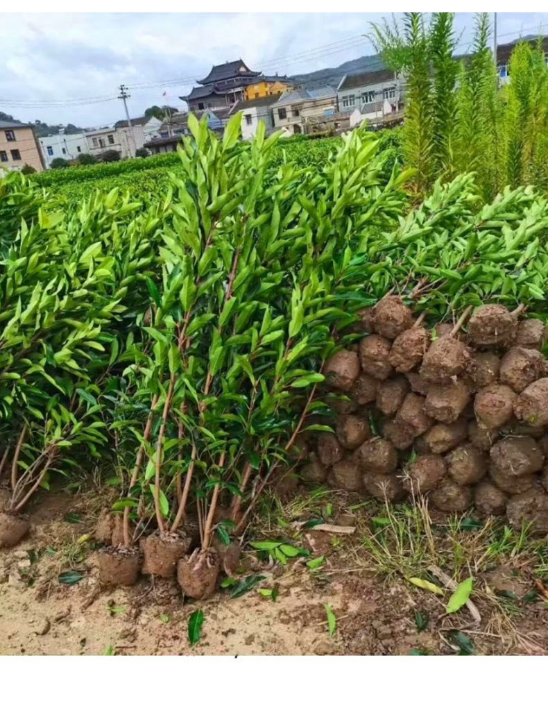 法國冬青樹苗四季常青綠籬北美北海道黃楊苗籬笆綠化苗木園林植物