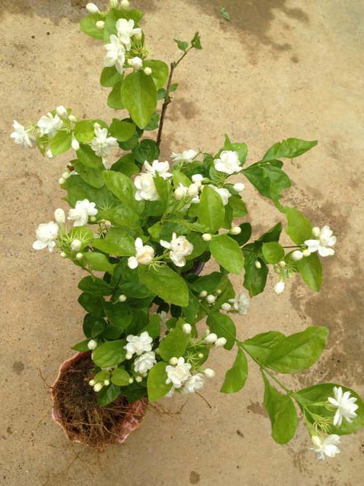 納維園藝 濃香型芳香花卉 重瓣白色茉莉花 樹苗盆栽茉莉花 盆景花卉