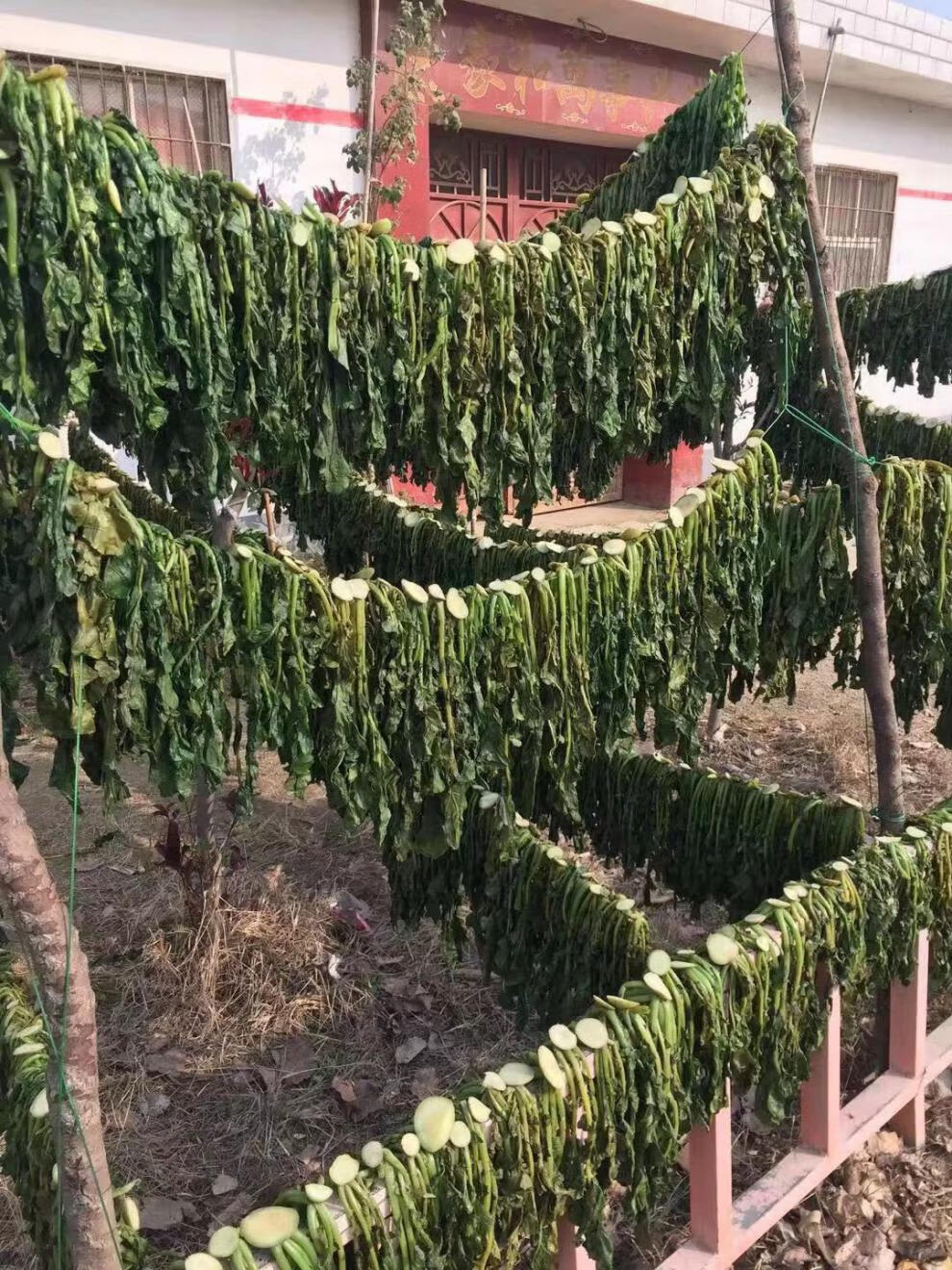 直晒白萝卜叶子干萝卜缨子萝卜叶干白萝卜樱子干脱水干菜食用脱水萝卜