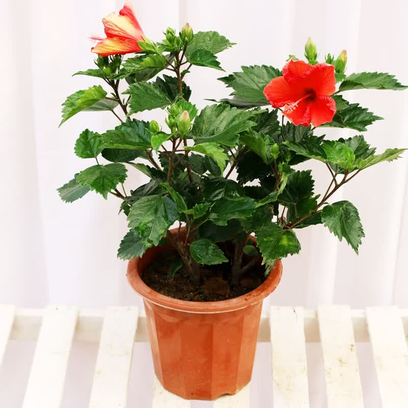 室内外花卉盆栽绿植扶桑 4年苗带小土球发货 不含盆【图片 价格 品牌