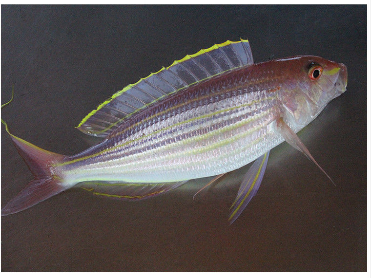 海钓大金丝鱼冰鲜长尾成年金线鱼海产品新鲜冰冻红杉鱼腾旺纳跃金丝鱼