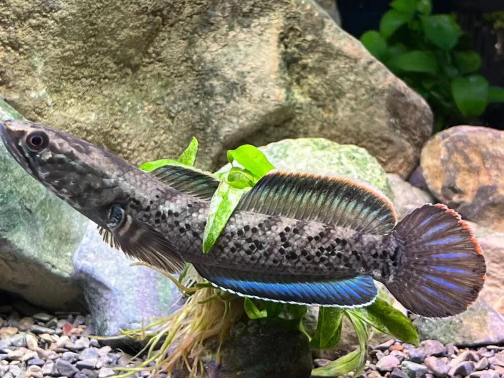 鬼王雷龙鱼苗巴卡二型蓝宝石幻蓝七彩奶茶火背酒红黄