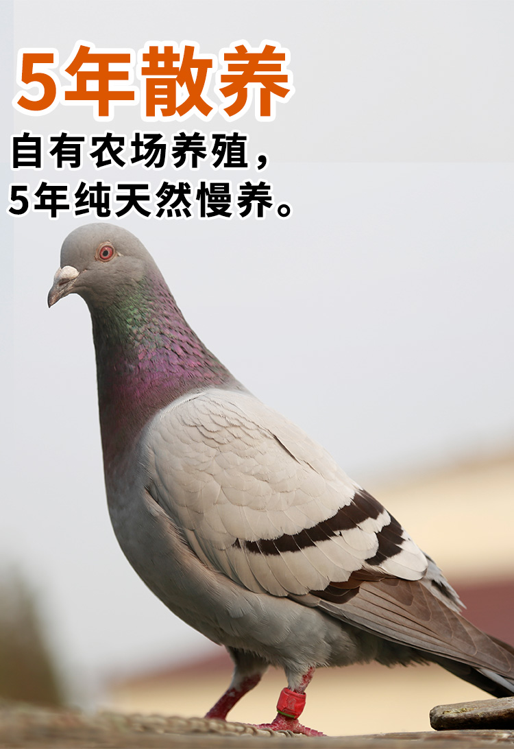 5年老鸽3只鸽子新鲜现杀土鸽子农家散养烤乳鸽生鲜老鸽子肉煲汤