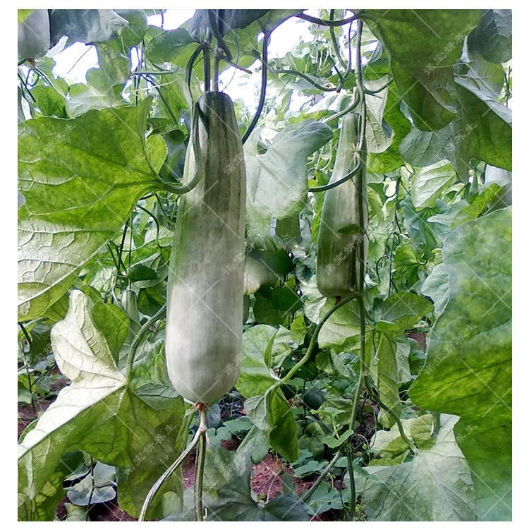 甜脆烧瓜种子黑龙江新品种高糖花皮香甜瓜东北绿色麻皮溏心水果西瓜