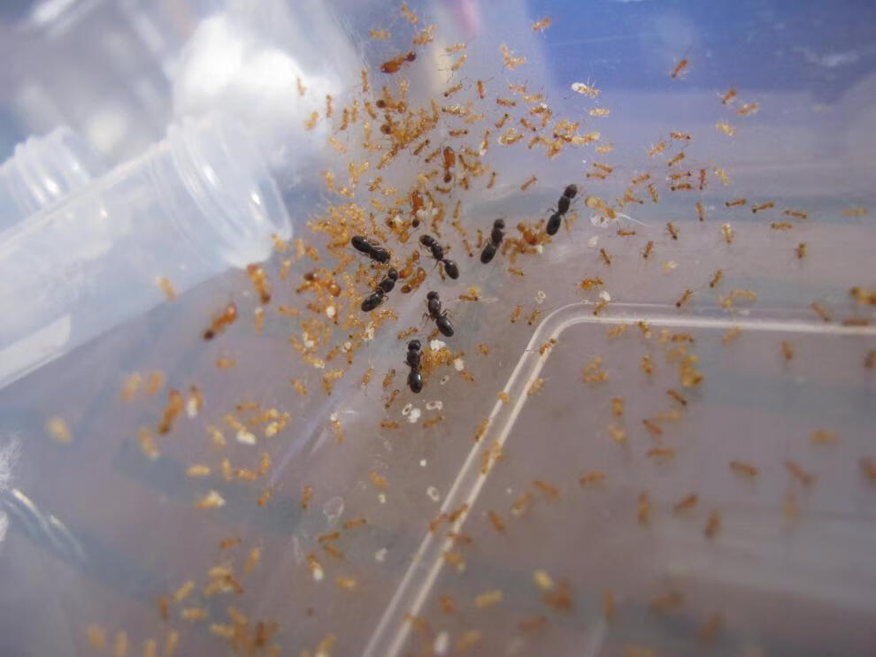 淡黄大头蚁 颜色好看 团结的蚂蚁 容易饲养 食性广泛 1后几工不包