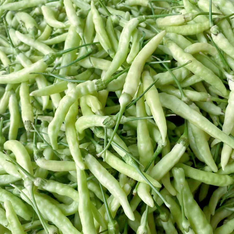 云南新鲜野山椒小米辣泡椒特辣朝天椒临沧孟定农家种植现摘小米椒