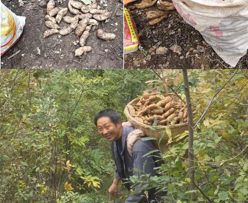 [商南助農館]陝西商南秦嶺天麻南北乾貨松茸乾貨農家自然晾曬可切片 5