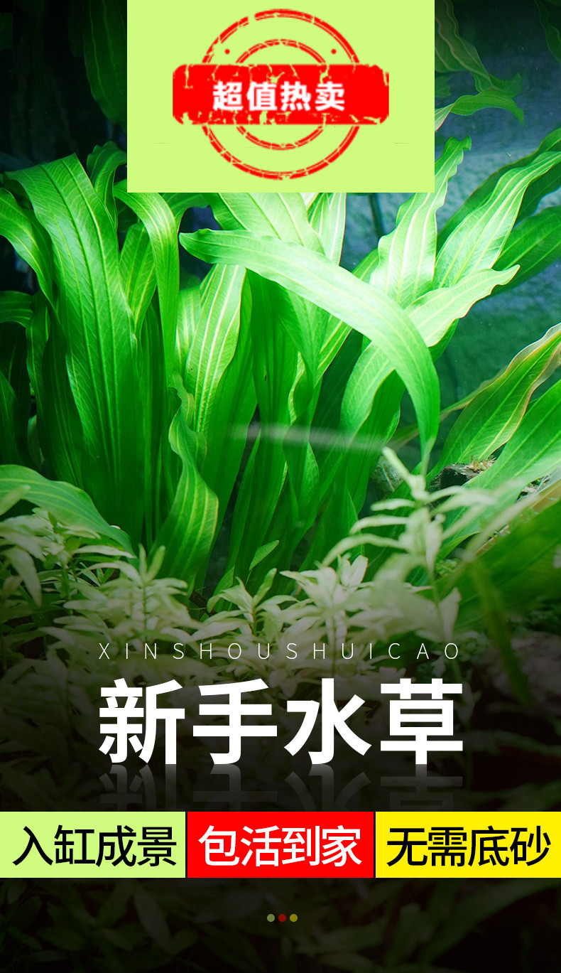 榮鬱水草魚缸裝飾造景水生植物淡水活體套餐莫斯懶人前中後景陰性水草