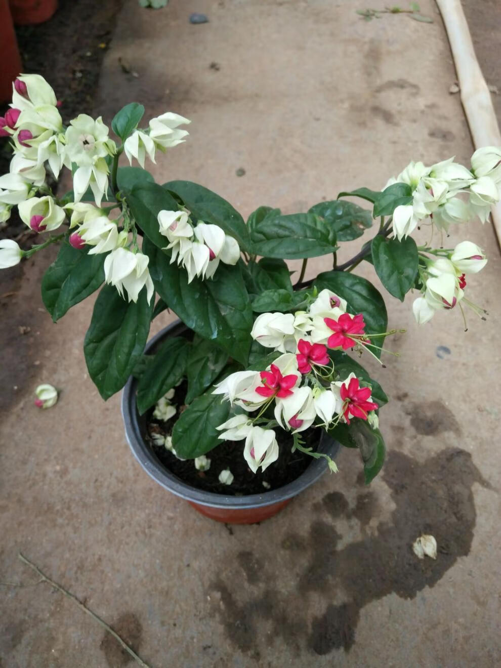 现货 吐龙珠【龙吐珠苗】麒麟吐珠盆栽 珍珠宝莲苗 九龙吐珠大苗带花