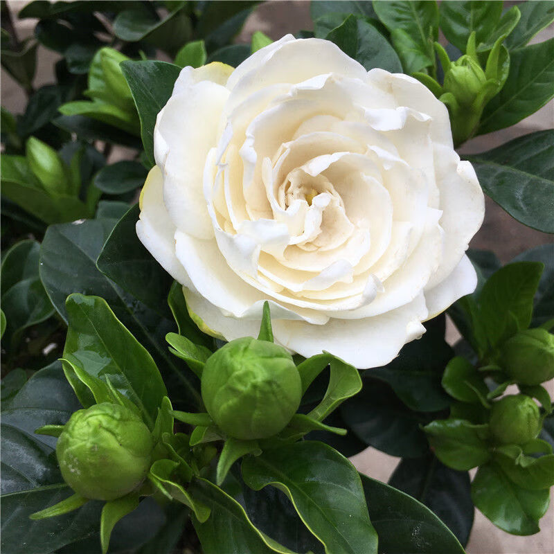 重瓣大花独干栀子花盆栽大叶带花苞牡丹栀子浓香型阳台养开花花卉2盆