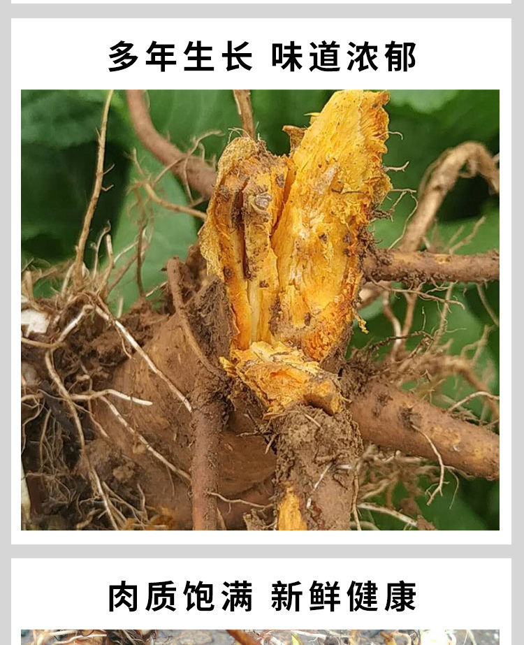 中药羊铁叶子根新鲜血三七羊蹄根土大黄大黄牛耳大黄批发 新鲜土大黄