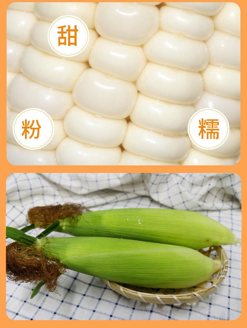 新鲜白玉米白糯玉带壳米甜糯生脆白玉米批发玉米棒黏包谷苞谷孕妇新鲜