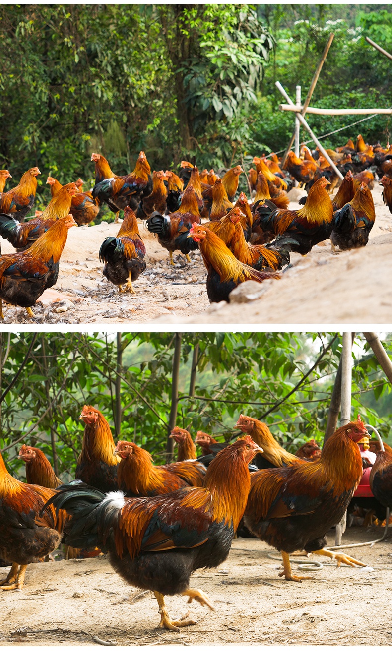 280天清远大公鸡扇鸡农家散养土鸡新鲜月子鸡走地鸡草鸡