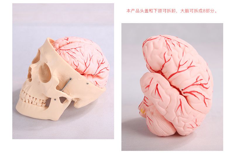 仿真人头骨模型自然大头骨颅骨模型 医学人头骨可拆卸 骷髅头模 bix