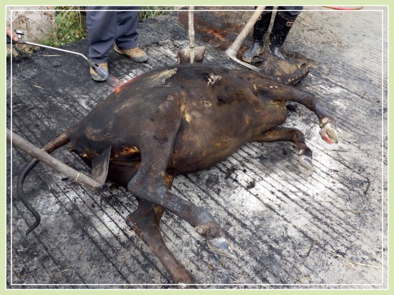 5折 牛瘪火锅 2斤装 贵州黎平特产牛瘪火锅底料锦屏从江榕江牛瘪汤