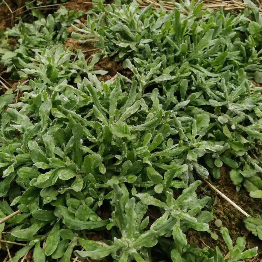 菜清明草佛耳草绒毛草鼠麴田艾草清明糯米粑原材料 鼠曲草1斤 图片