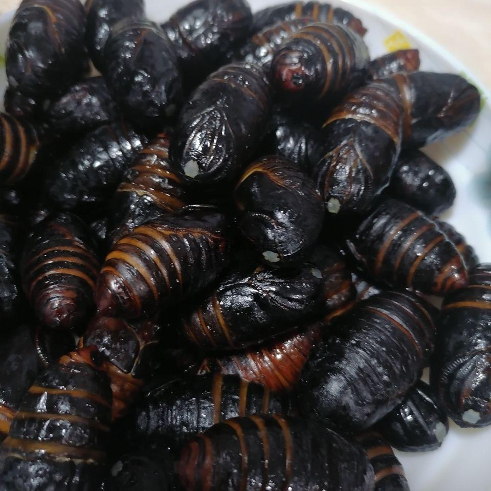东北特产茧蛹活活蝉蛹茧蛹柞树蛹干煸茧蛹鲜活茧蛹 二黄蛹每斤43个
