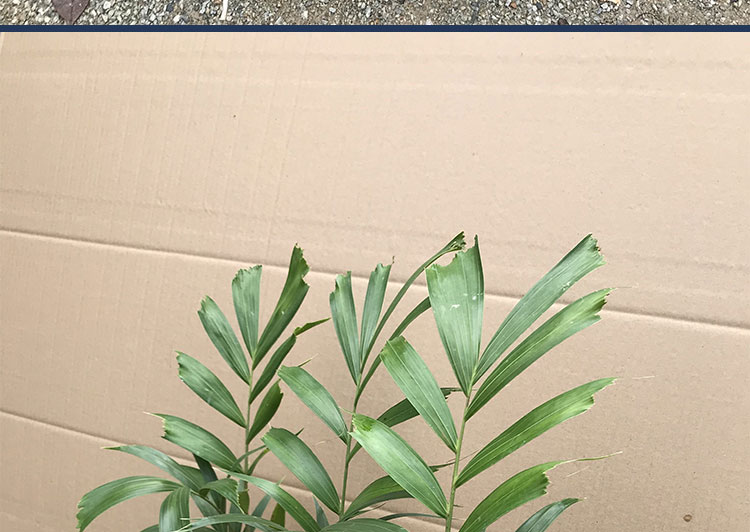 珍稀苗木名贵树苗狐尾椰子苗常绿观叶植物狐尾椰苗庭院花园盆栽狐尾椰