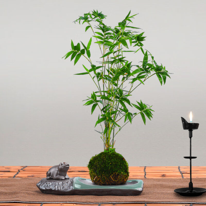 澜墨竹子盆栽竹苗米竹盆景植物姬翠竹室内微观盆景四季常青驱蚊米竹三