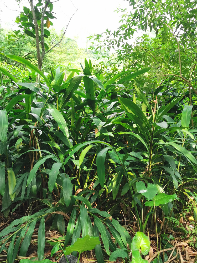 天然野生山姜头老姜湛江新鲜现挖生姜南姜猪肚鸡去腥
