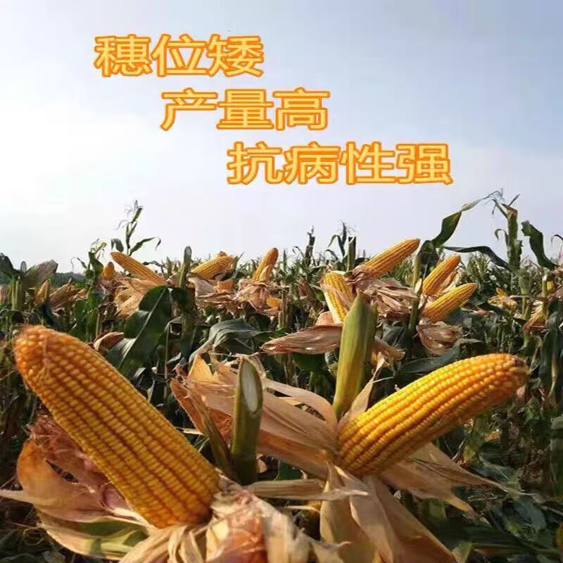 93f02c869636ea4d.jpg