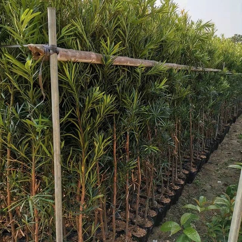 造型盆景盆栽小盆栽小苗幼苗树庭院 罗汉松1棵 50cm高左右【图片 价格