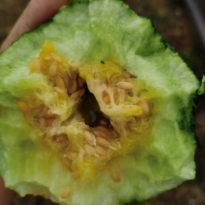 源外园湖南家乡特色水果农家自种菜瓜梢瓜脆瓜绿荫瓜装新鲜现摘 800