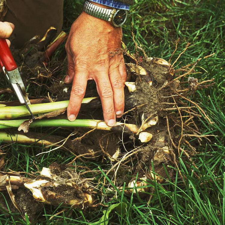 大花美人蕉花苗种根植物庭院绿植花卉盆栽美人蕉种球全年开花 x4号