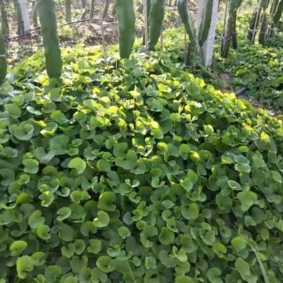 新鲜积雪草野生雷公根崩大碗铜钱草现挖现发凉拌煲汤 新鲜现挖现发(净