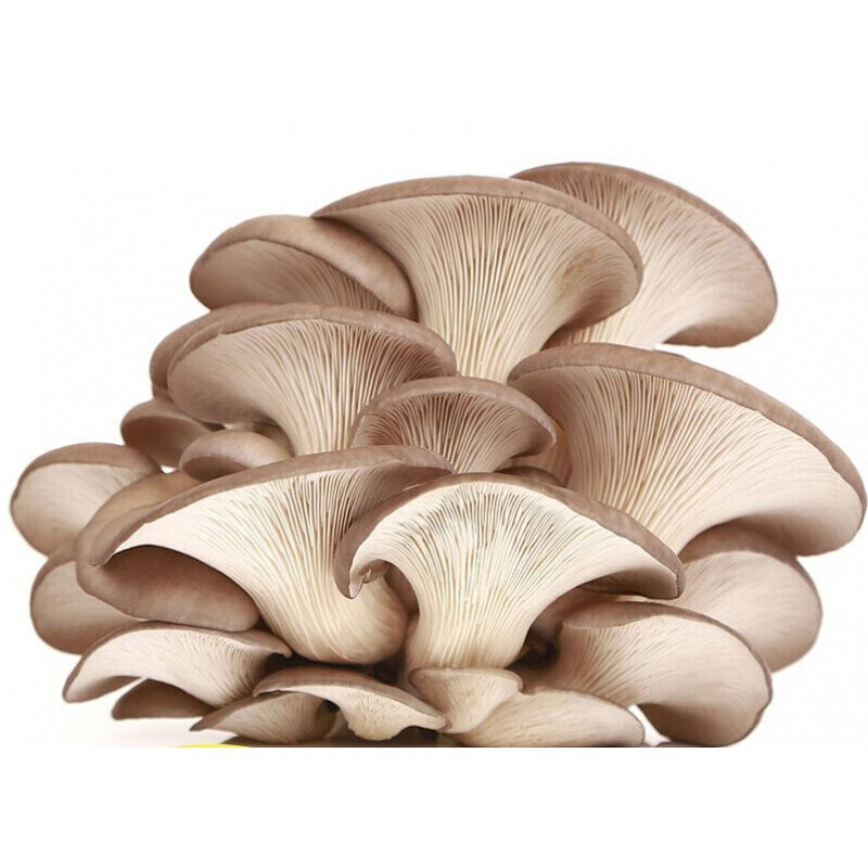 新鲜平菇侧耳蘑菇食用菌新鲜蔬菜煲汤3斤装3斤装平菇