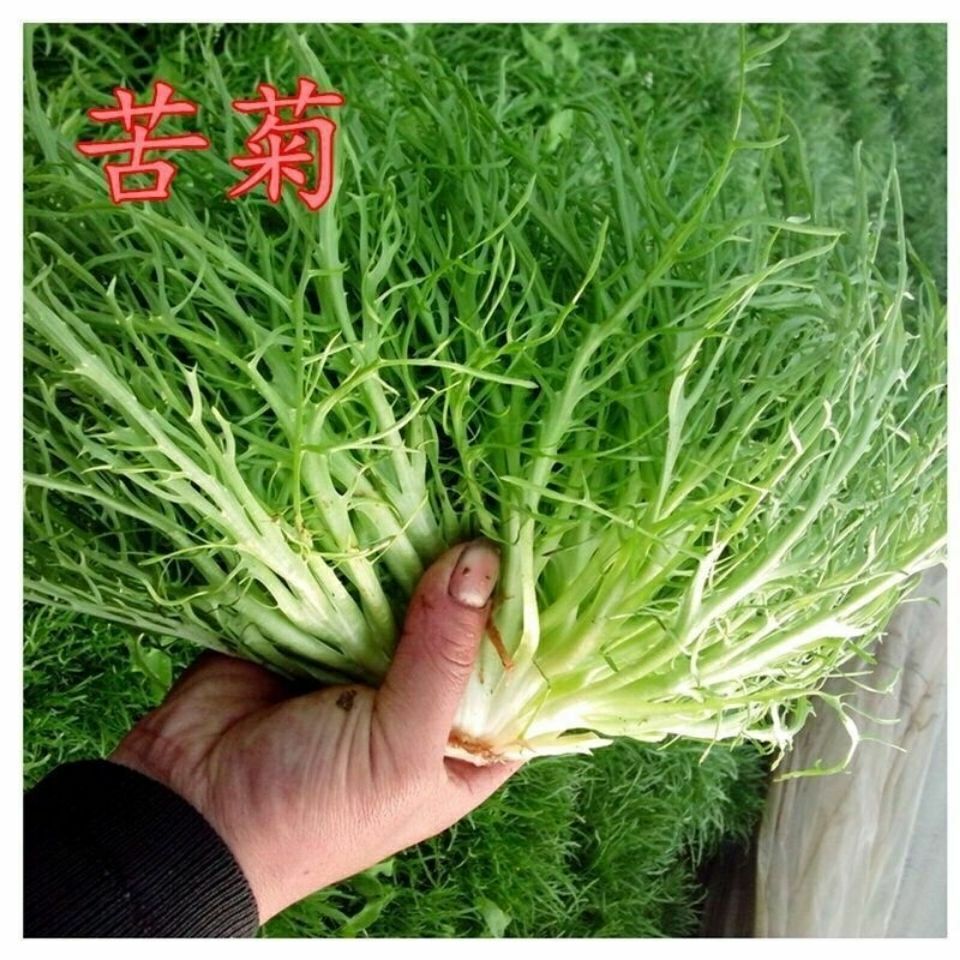 苦菊新鲜蔬菜生吃苦叶生菜新鲜沙拉菜细叶黄心苦苣菜生吃青菜 一斤