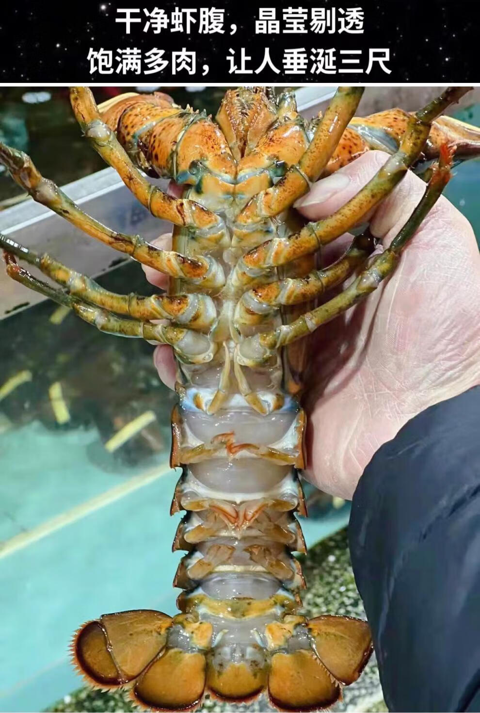 李塘地 波士顿龙虾10斤鲜活大龙虾波士顿活鲜进口海鲜水产 特大澳洲