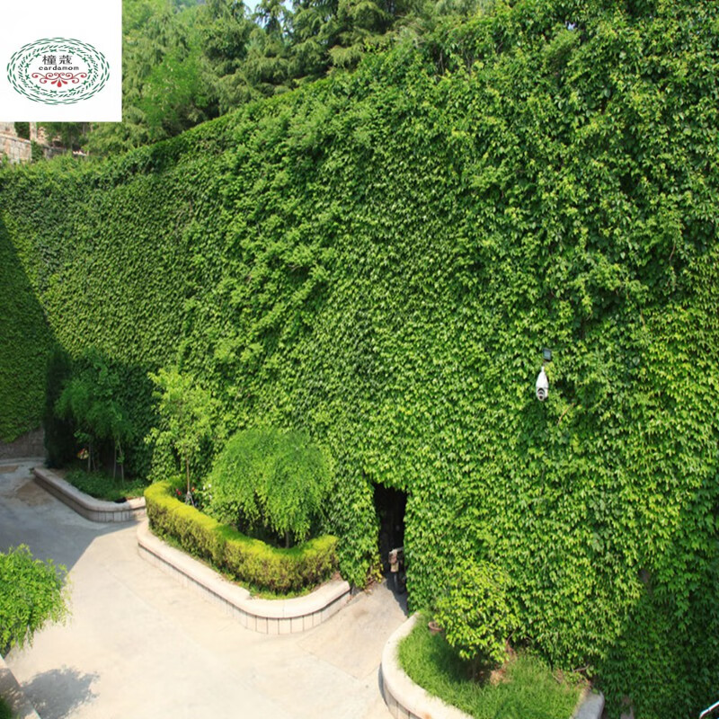 护坡灌木种子胡枝子紫穗槐小冠花荆条猪屎豆刺槐银合欢爬山虎护坡种子