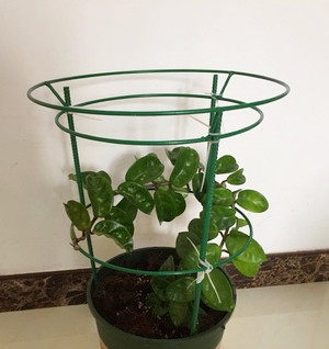 蟹爪兰仙人掌嫁接球兰花架支架攀爬固定架支撑架高绿色4层腿高110厘米