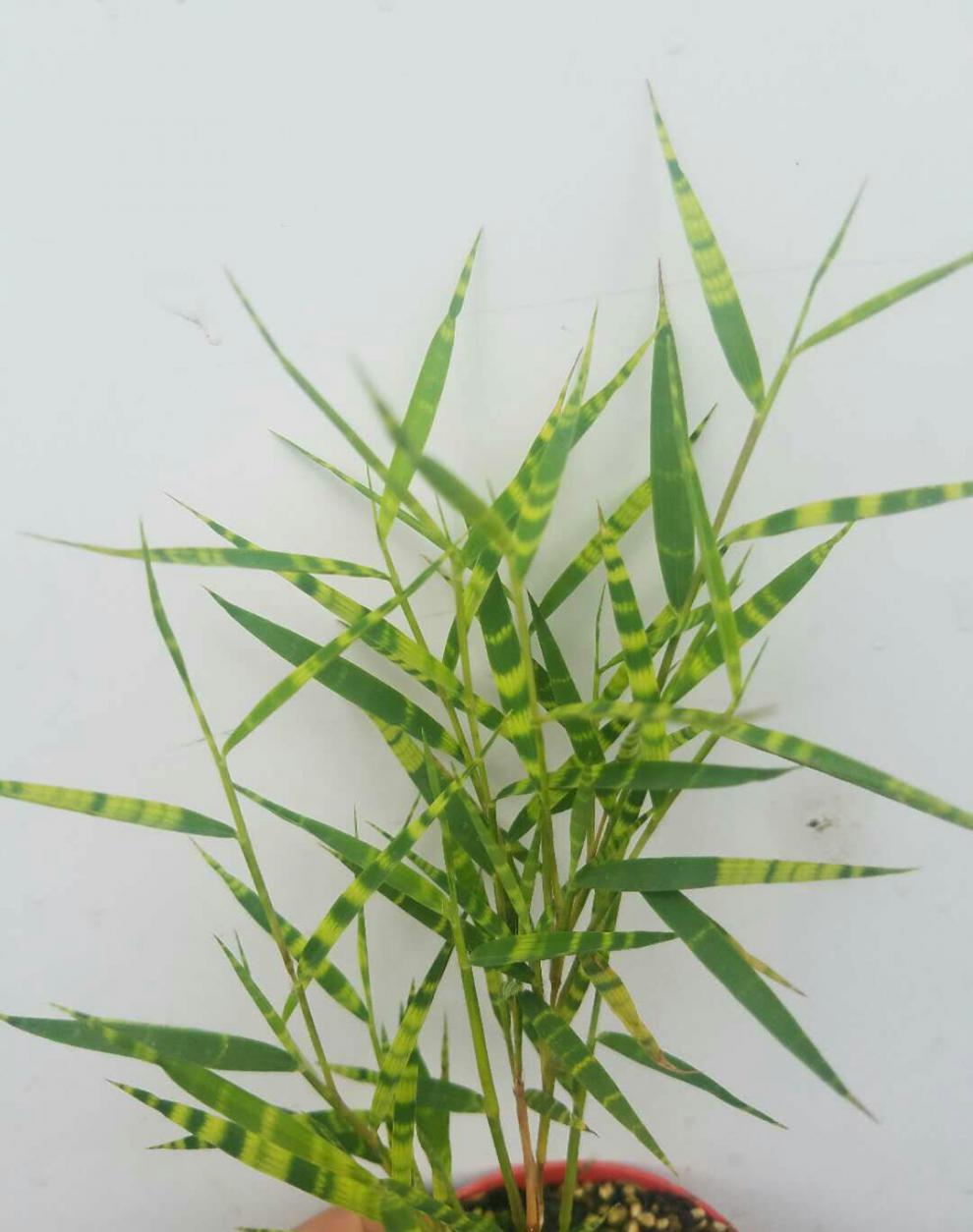 园艺斑纹竹日本山野草虎斑风竹斑入风竹澳洲风竹菲白竹盆栽虎斑竹虎斑