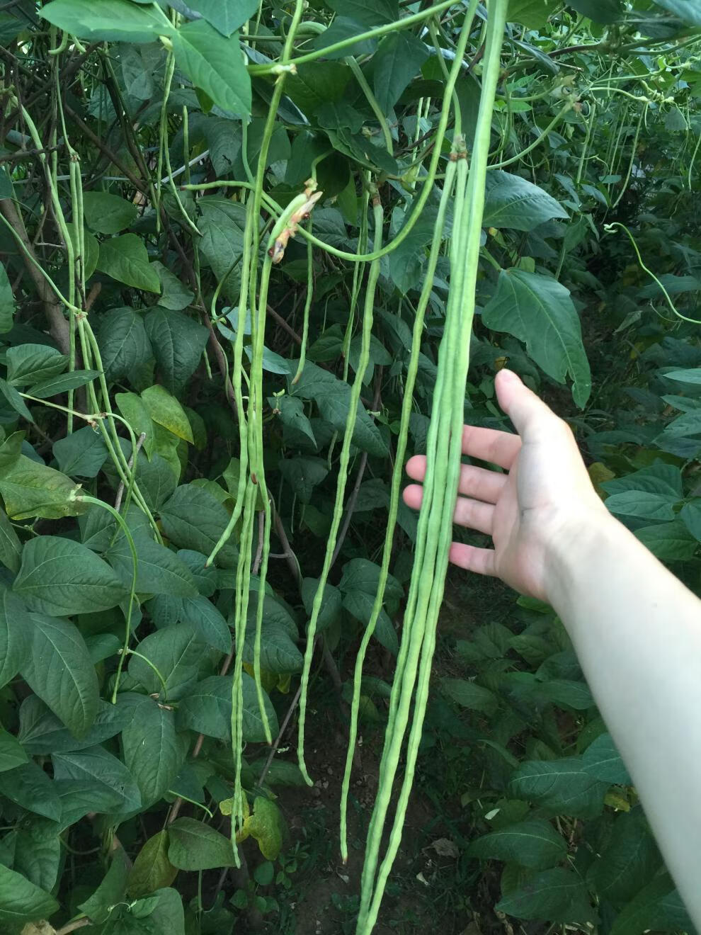 春夏秋冬季四季特长豇豆角种子种籽高产无架豆角种绿芸豆大田蔬菜