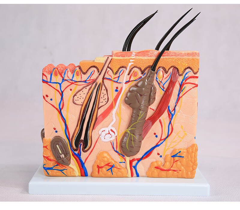 皮肤结构解剖模型美容教学皮肤组织层次立体构造微整形皮肤模型bixa