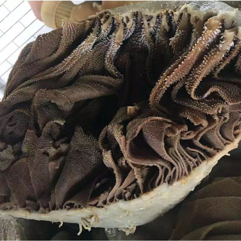 牧马安达5斤新鲜毛肚整个黑白商用批发牛百叶牛肚杂千层肚火锅食材串