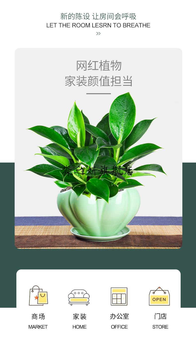 吸收甲醛的植物金钻盆栽植物绿萝箩水培绿植万年青花卉多肉办公室内吸