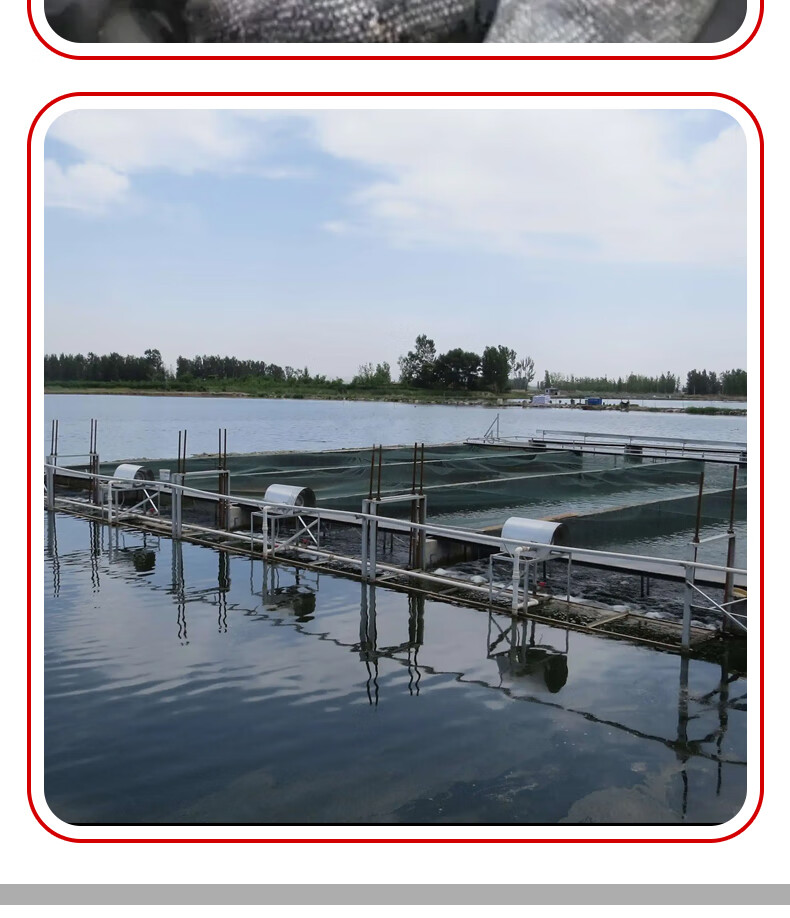 嘉瑰扁鱼苗武昌鱼苗特大尺寸四川重庆淡水鳊鱼苗养殖食用活体柳叶边鱼