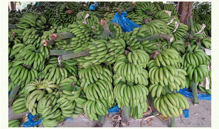 【顺丰快递】云南河口高山自然熟绿皮天宝甜香蕉新鲜大个一箱水果 9斤