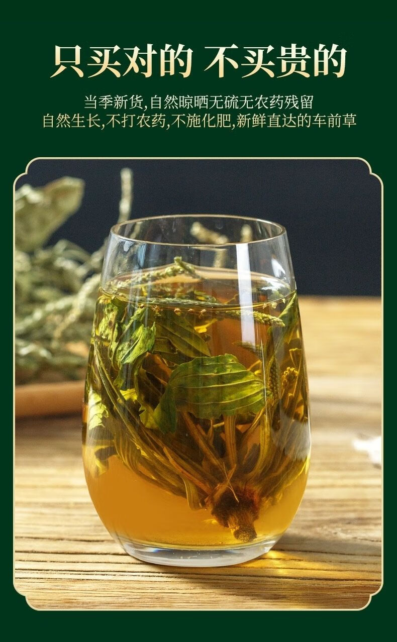 北京同仁堂原料野生车前草 整株车前草车前子茶无硫新鲜晒干泡茶泡水