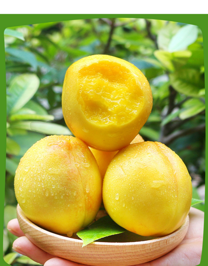 黄金油桃新鲜应当季水果整箱3水密桃大桃子黄肉孕妇蜜脆桃 2斤精品装