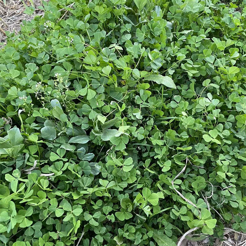 苏北农家露天野菜本地草头新鲜食用苜蓿菜头娃娃三叶菜金花菜顺丰