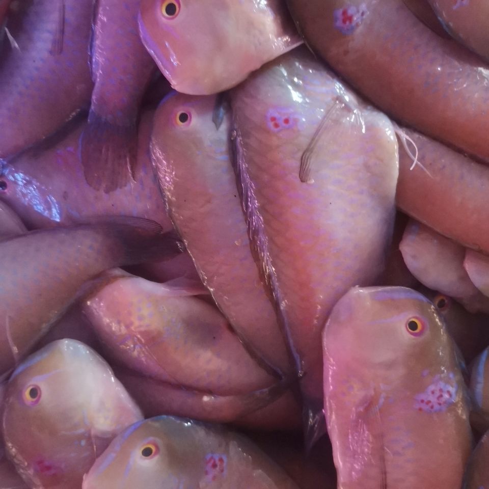 英哥鱼马头鱼红妹子鱼小条一斤15到25条真空保鲜速冻发货 9斤(超值装)