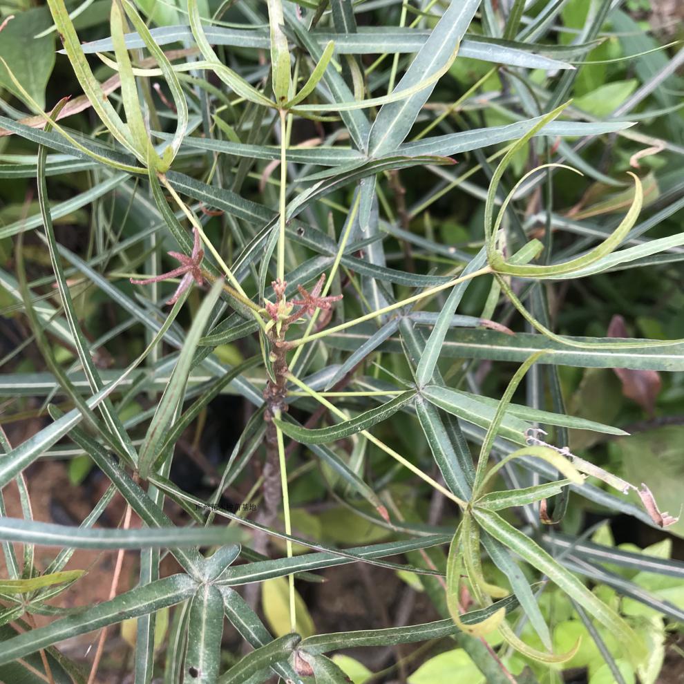 花姬澳洲佛肚树名贵植物昆士兰瓶树绿化风景树庭院观赏佛肚树绿色80cm